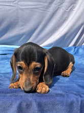 Load image into Gallery viewer, Cane ☀️ Mini Dachshund 🌻 Male
