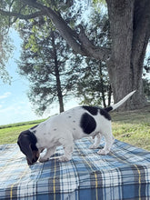 Load image into Gallery viewer, Roscoe 💕 Mini Dachshund ☀️Male
