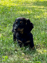 Load image into Gallery viewer, Luna 💕 Mini Dachshund 💕 longhaired female
