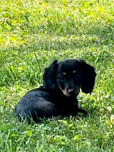 Load image into Gallery viewer, Luna 💕 Mini Dachshund 💕 longhaired female
