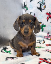 Load image into Gallery viewer, Cora 💕 Mini Dachshund ☀️Female
