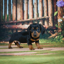Load image into Gallery viewer, Scooter🥂 Mini Dachshund 💕 Male
