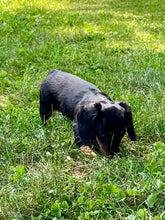 Load image into Gallery viewer, Luna 💕 Mini Dachshund 💕 longhaired female
