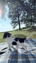 Load image into Gallery viewer, Roscoe 💕 Mini Dachshund ☀️Male

