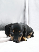 Load image into Gallery viewer, Breezy 💕 Mini Dachshund ☀️Female
