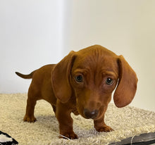 Load image into Gallery viewer, AJ 💕 Mini Dachshund 🥂 Male
