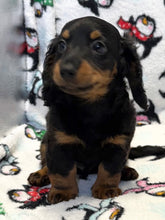 Load image into Gallery viewer, Jack 💕 Fluffy Mini Dachshund 🥂 Male
