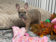 Load image into Gallery viewer, Peaches 🍑 AKC French Bulldog 💕 Female
