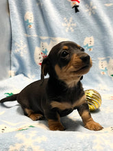 Load image into Gallery viewer, Cole 💕 Mini Dachshund 🥂 Male 🎄
