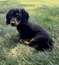 Load image into Gallery viewer, Luna 💕 Mini Dachshund 💕 longhaired female
