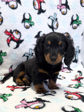 Load image into Gallery viewer, Jack 💕 Fluffy Mini Dachshund 🥂 Male
