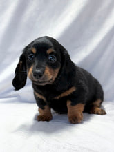 Load image into Gallery viewer, Wanda 💕 Mini Dachshund ☀️Female
