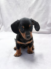 Load image into Gallery viewer, Maverick 💕 Mini Dachshund ☀️Male

