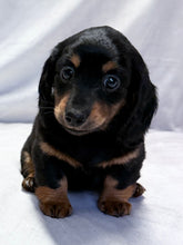 Load image into Gallery viewer, Wanda 💕 Mini Dachshund ☀️Female
