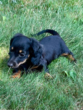 Load image into Gallery viewer, Faith 💕 Mini Dachshund 🌻 longhaired female
