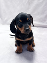 Load image into Gallery viewer, Maverick 💕 Mini Dachshund ☀️Male
