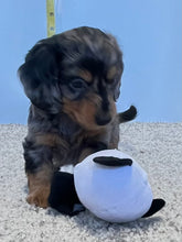 Load image into Gallery viewer, Wynona 🌻 mini Dachshund 💕 long haired 🥂 Female
