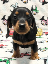 Load image into Gallery viewer, Scout 💕 Mini Dachshund 🥂 Male
