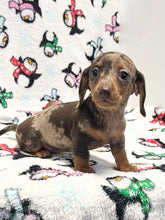 Load image into Gallery viewer, Merry 🎄 Mini Dachshund 💕 Female 🎄
