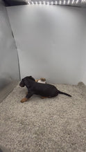 Load and play video in Gallery viewer, Scooter🥂 Mini Dachshund 💕 Male
