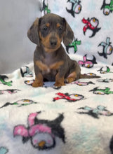 Load and play video in Gallery viewer, Cora 💕 Mini Dachshund ☀️Female
