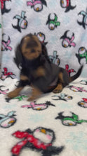 Load and play video in Gallery viewer, Jack 💕 Fluffy Mini Dachshund 🥂 Male
