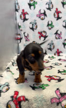 Load and play video in Gallery viewer, Denver 💕 Mini Dachshund 🥂 Male
