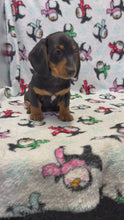 Load and play video in Gallery viewer, Austin 💕 Mini Dachshund 🥂 Male
