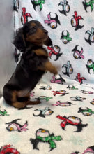 Load and play video in Gallery viewer, Love💕 Fluffy Mini Dachshund ☀️Female
